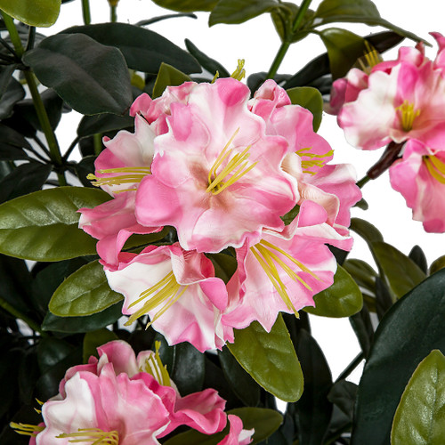 pink flower blossom