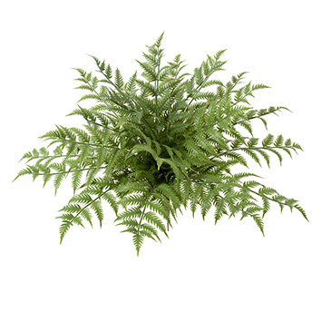 image of Fa green fern