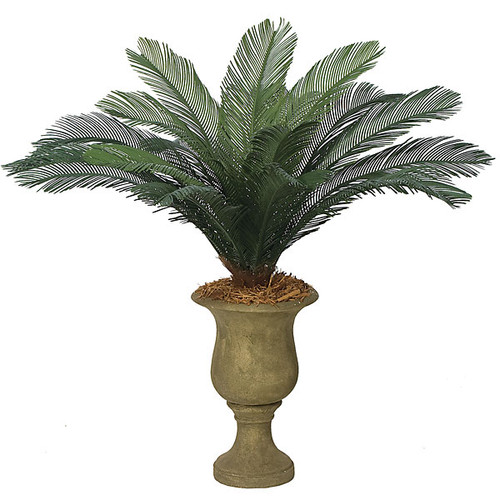 Image of a Cycas Palm