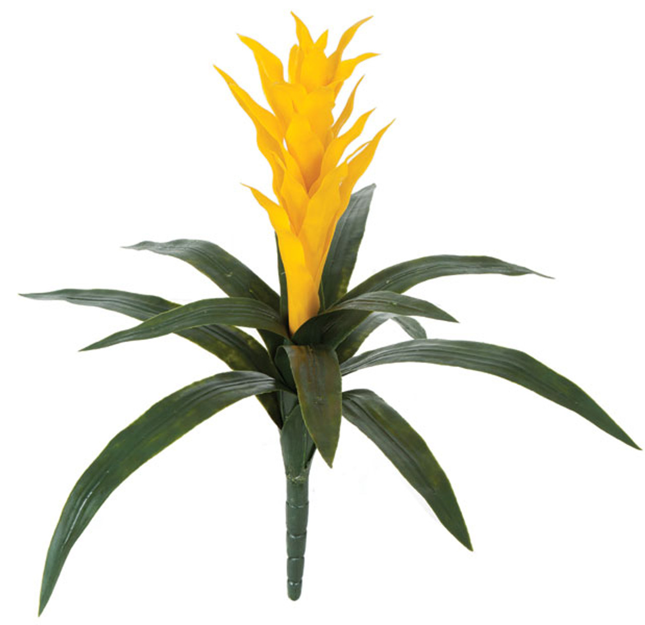 Yellow Vriesa Splendens