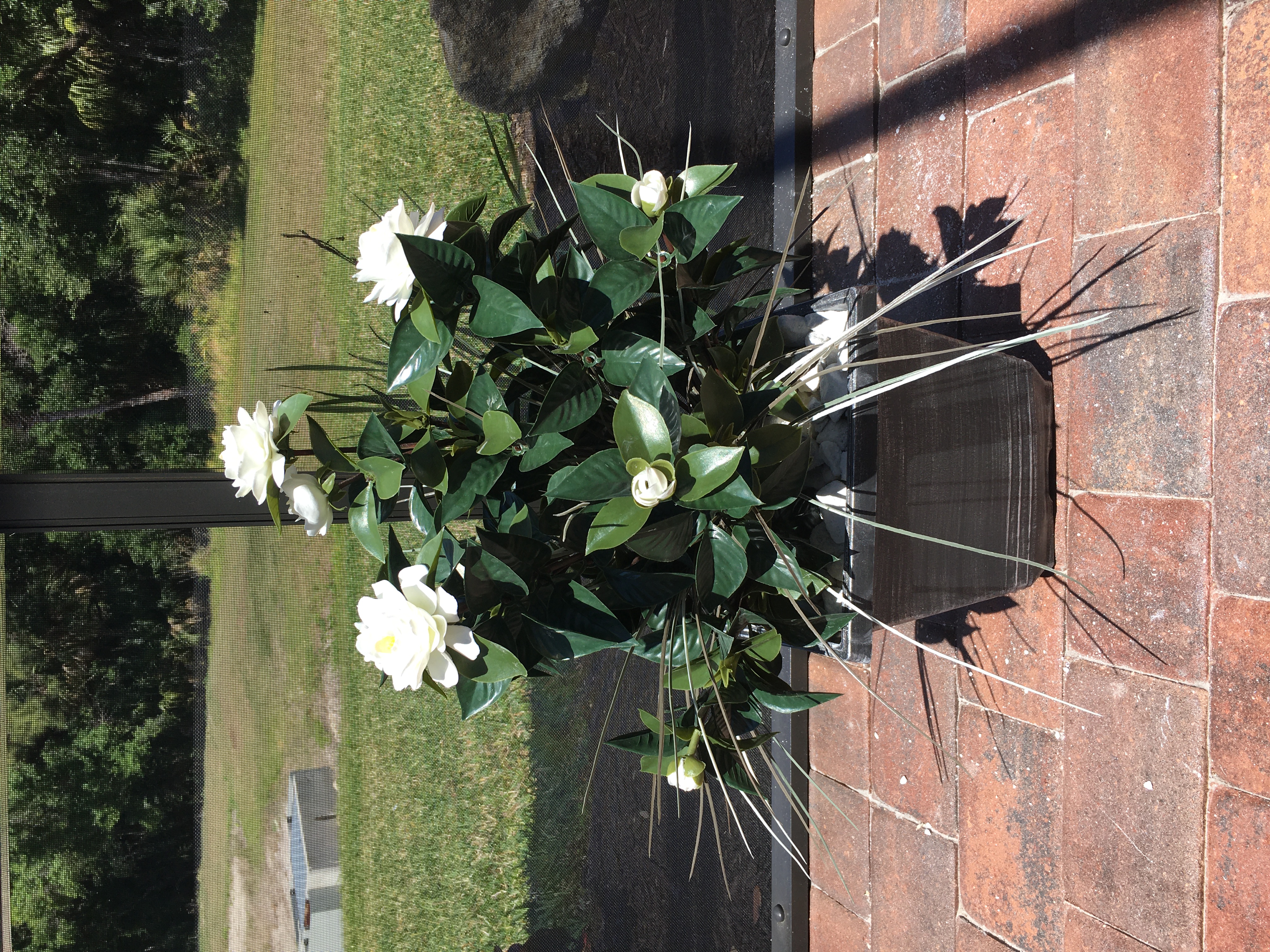 White Gardenia with grass in planter on patio