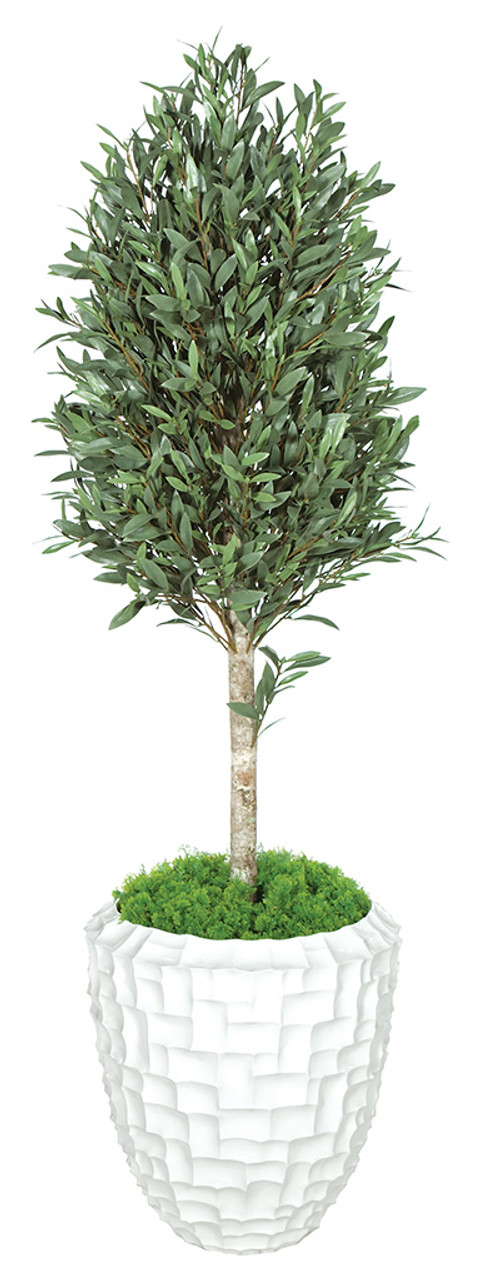 5 Foot Olive Tree Topiary