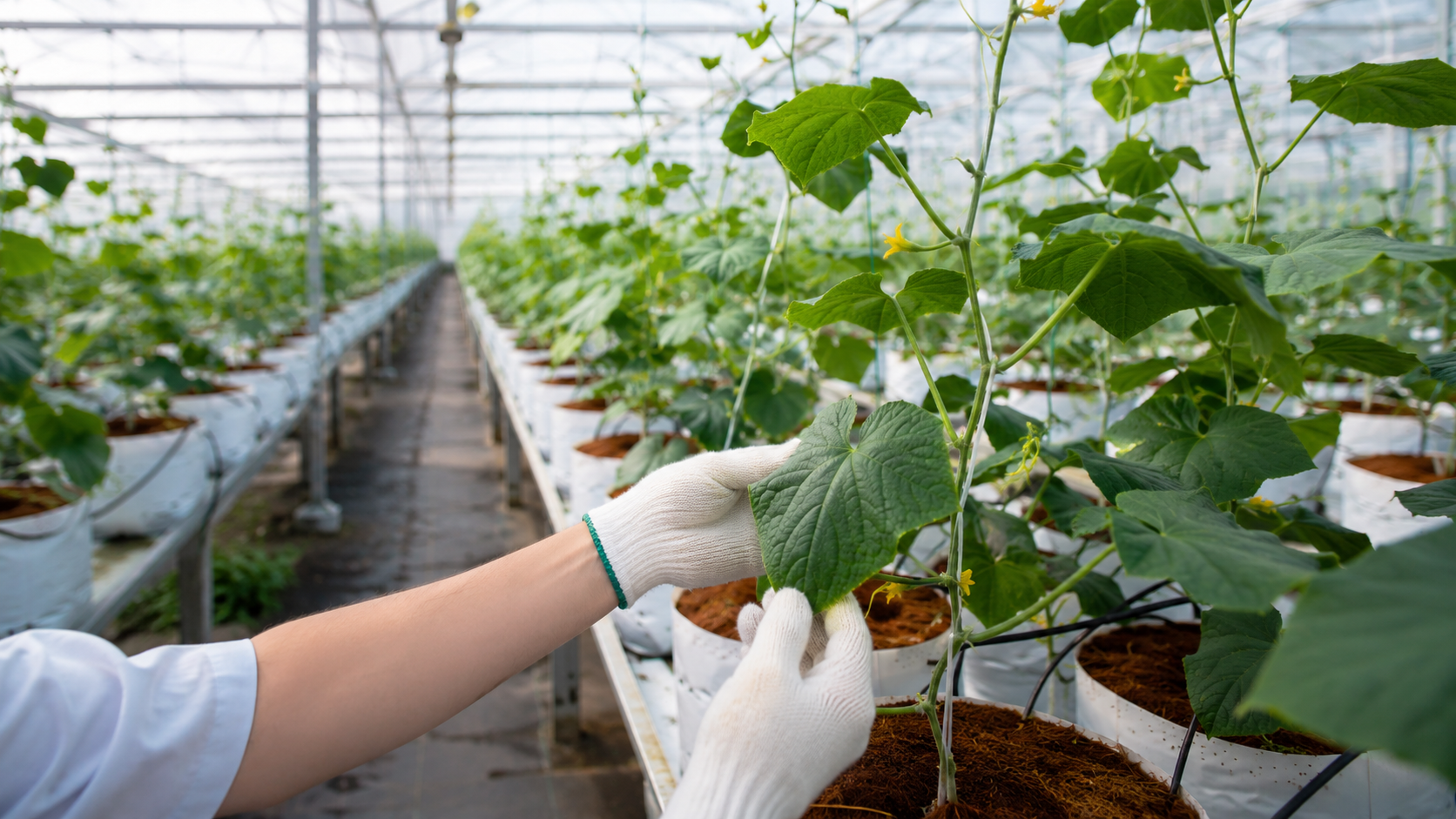 SOLUM - Agricultura profesional