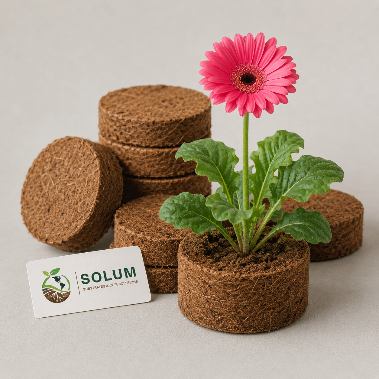 Discos de coco para gerbera SOLUM, floricultura