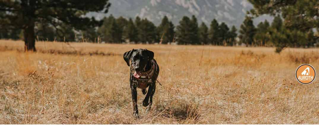 Auroth Pets Review: The Tactical Dog Harness Brand That Became a Top Amazon Pick