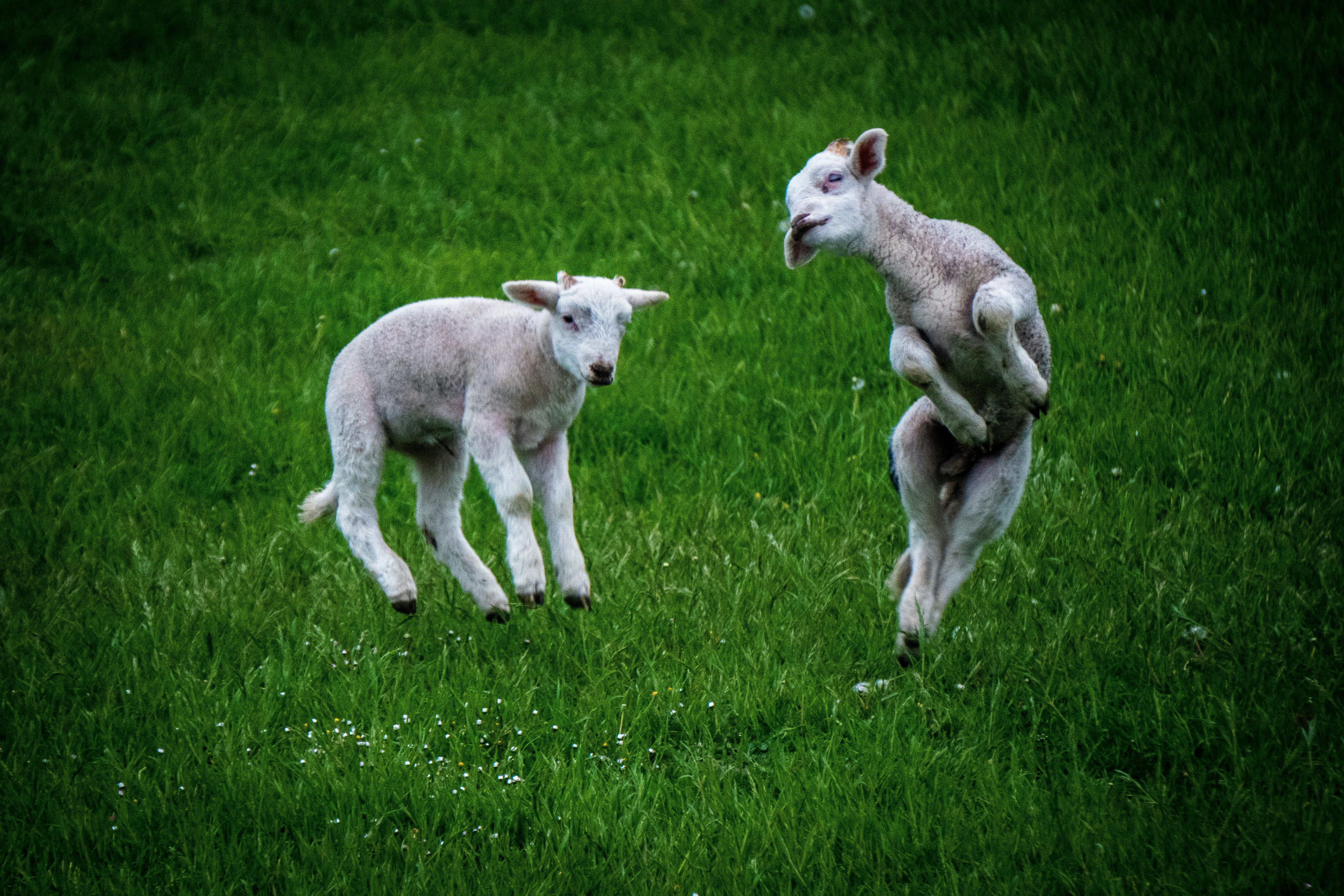 two lambs jumping awkwardly