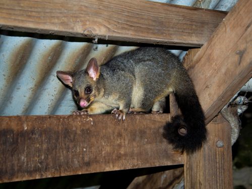 Possum Proofing in Turramurra