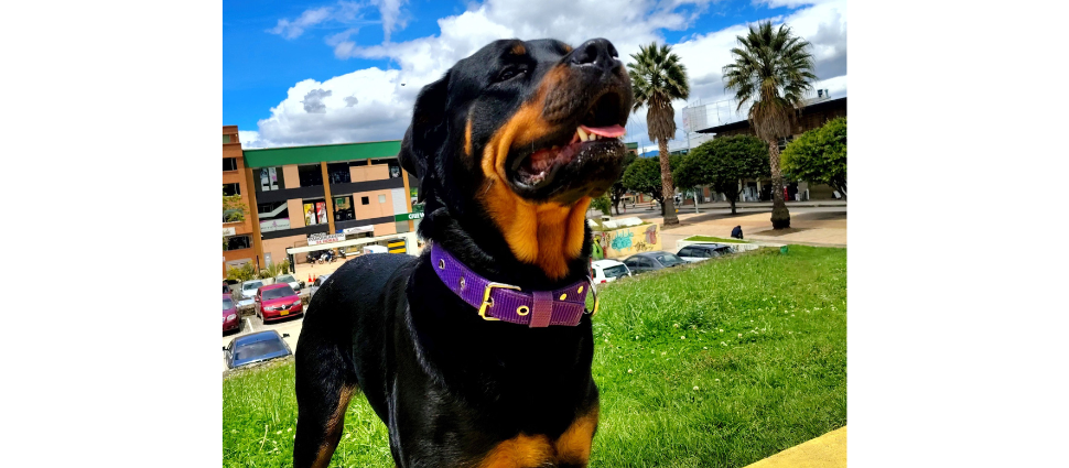 Convivencia con mascotas en propiedad horizontal: derechos, deberes y normativas