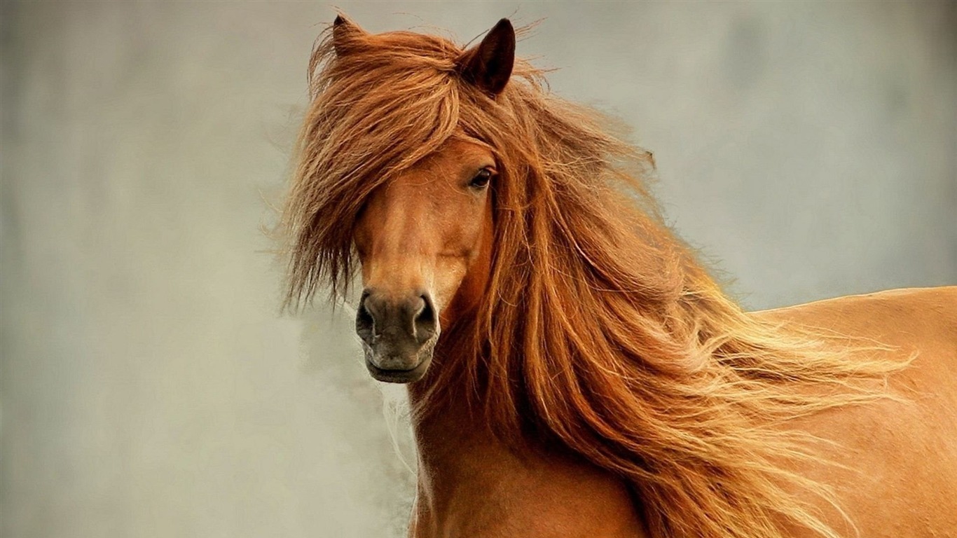 Animal 8
