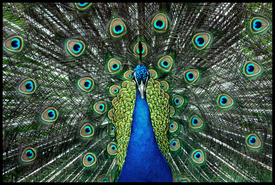 Animal 2