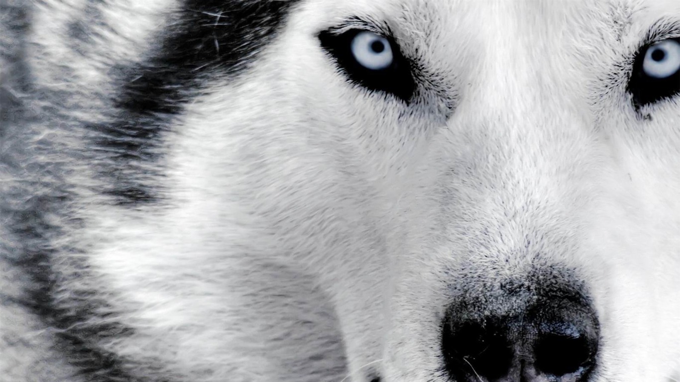Animal 6