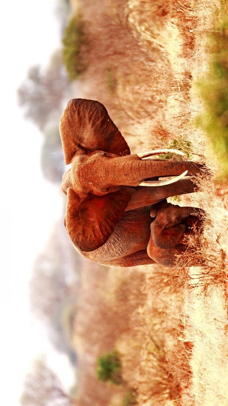 Animal 5
