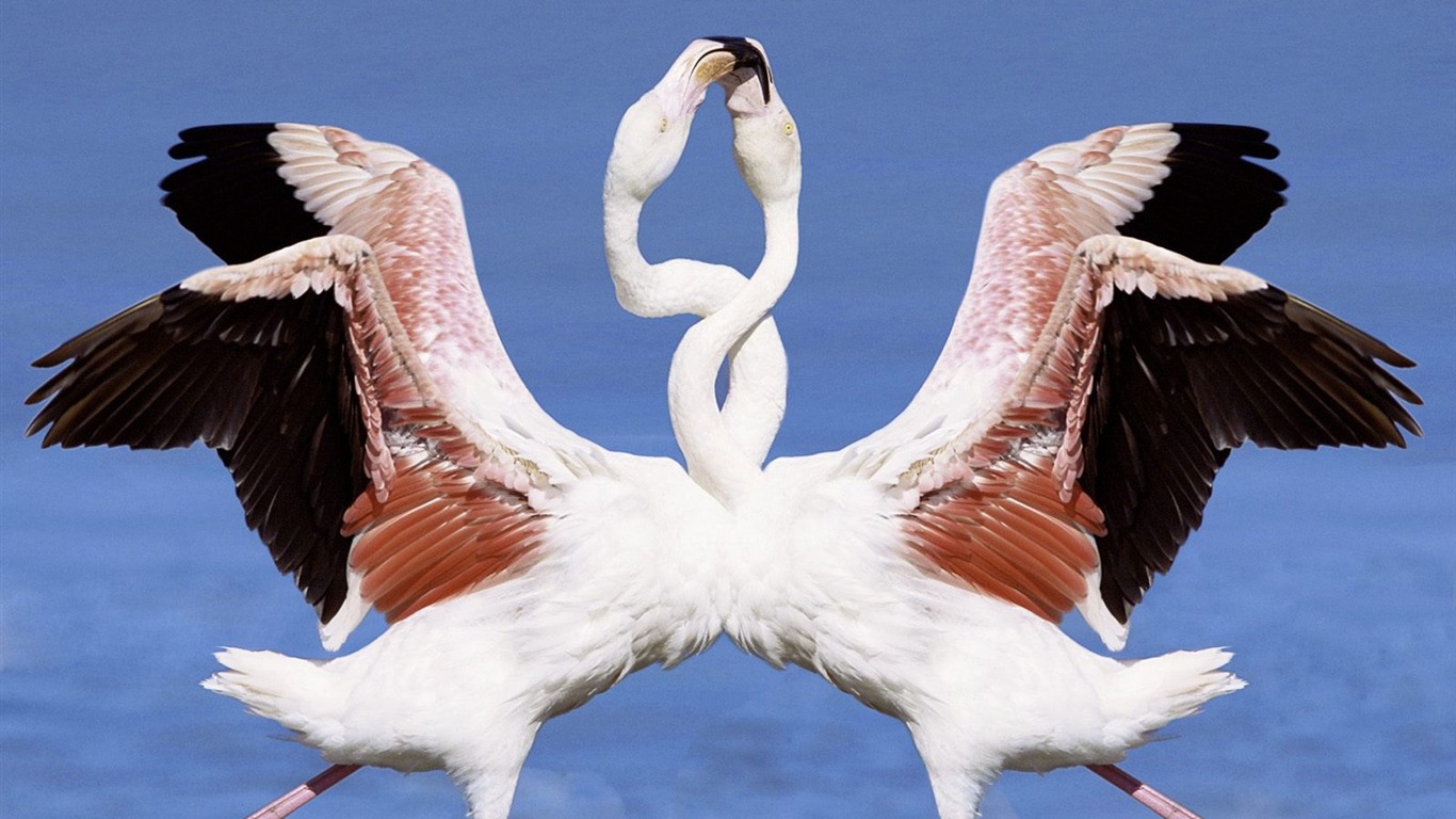 Animal 7