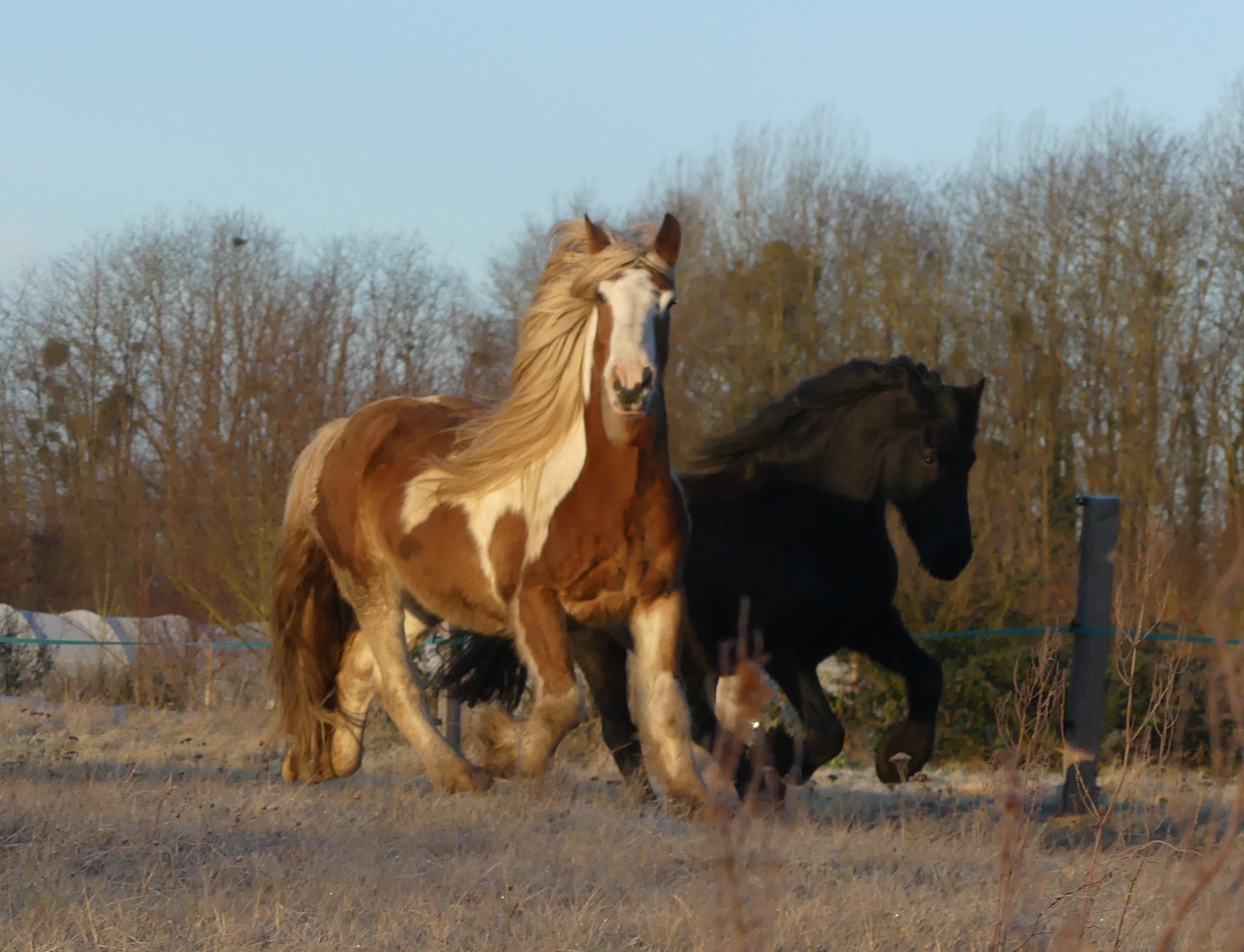 Cheval Horse Leadership