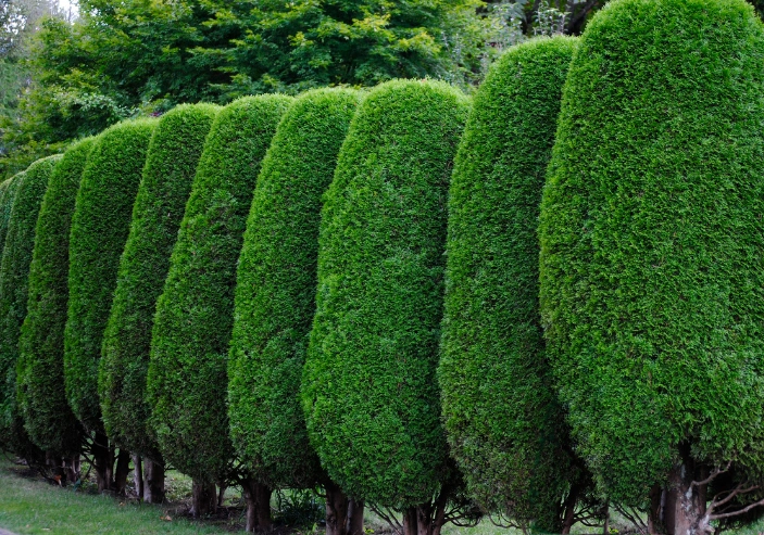 Hedge trimming and shrub shaping services in Maple Grove Minnesota