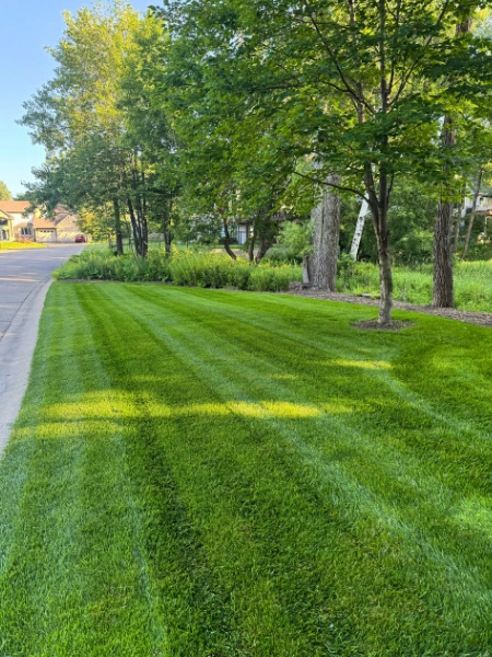 Lawn care project completed in Rogers Minnesota