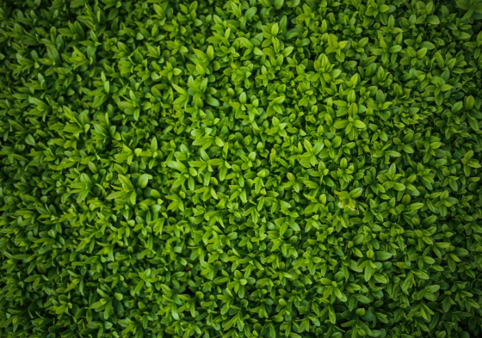 Restoring overgrown hedges with corrective trimming in Wright County