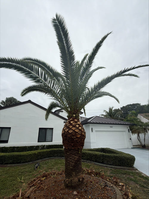 Sod Replacement Miami