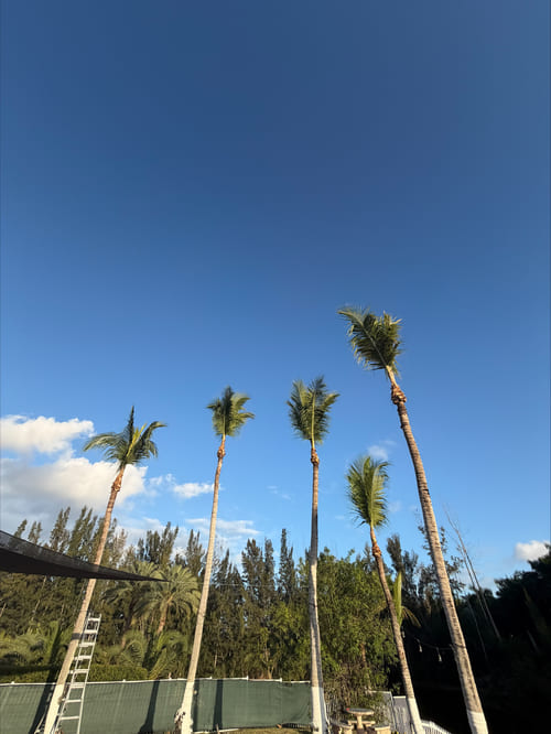 Plant Planting Miami