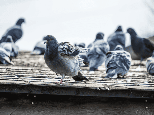 Pigeon Waste Removal in Adelaide CBD & North Adelaide