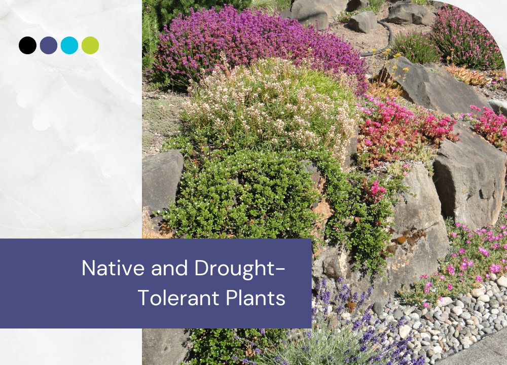 Native and Drought-Tolerant Plants