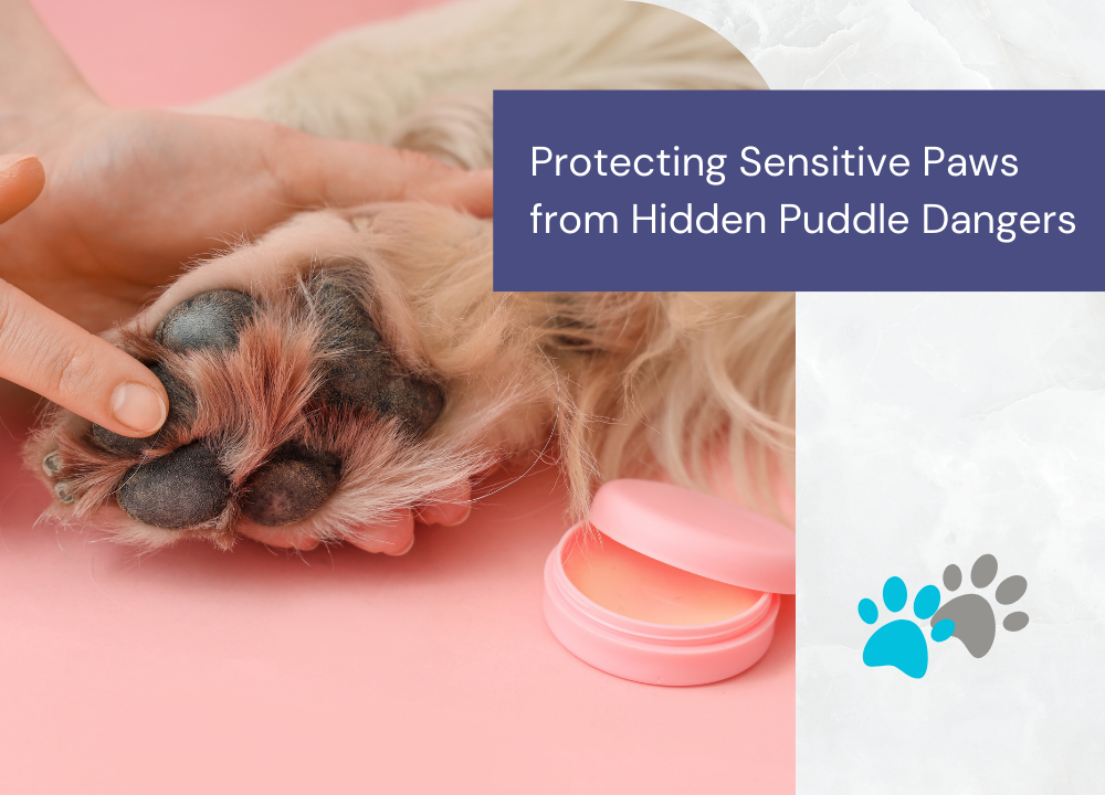 Edmonton Spring Thaw Tips for Dog Owners