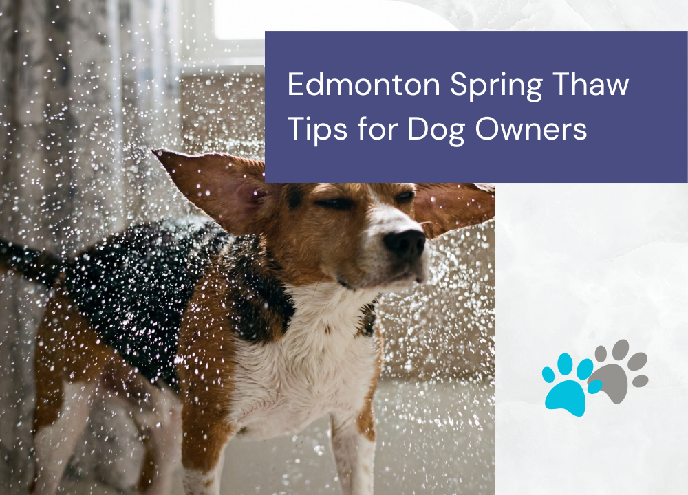 Edmonton Spring Thaw Tips for Dog Owners