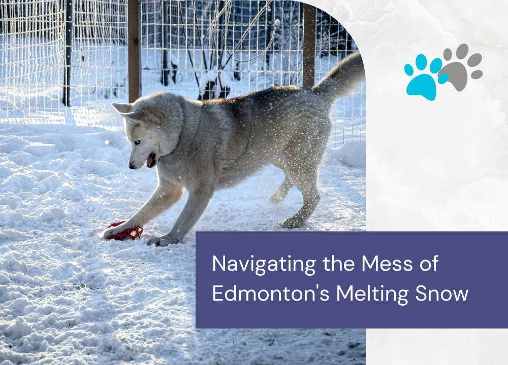 Edmonton Spring Thaw Tips for Dog Owners