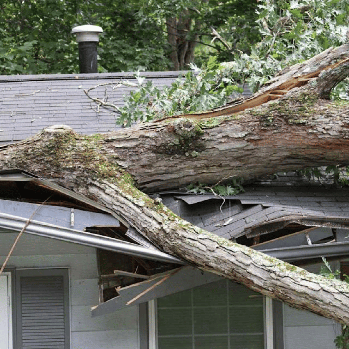 fallen tree causing roof damage to asphalt shingles in Massachusetts home