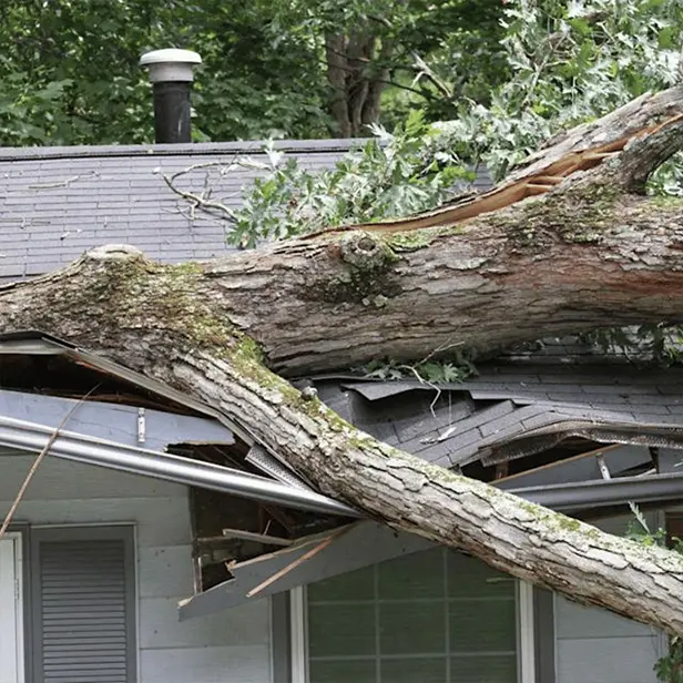 fallen tree causing roof damage to asphalt shingles in Massachusetts home