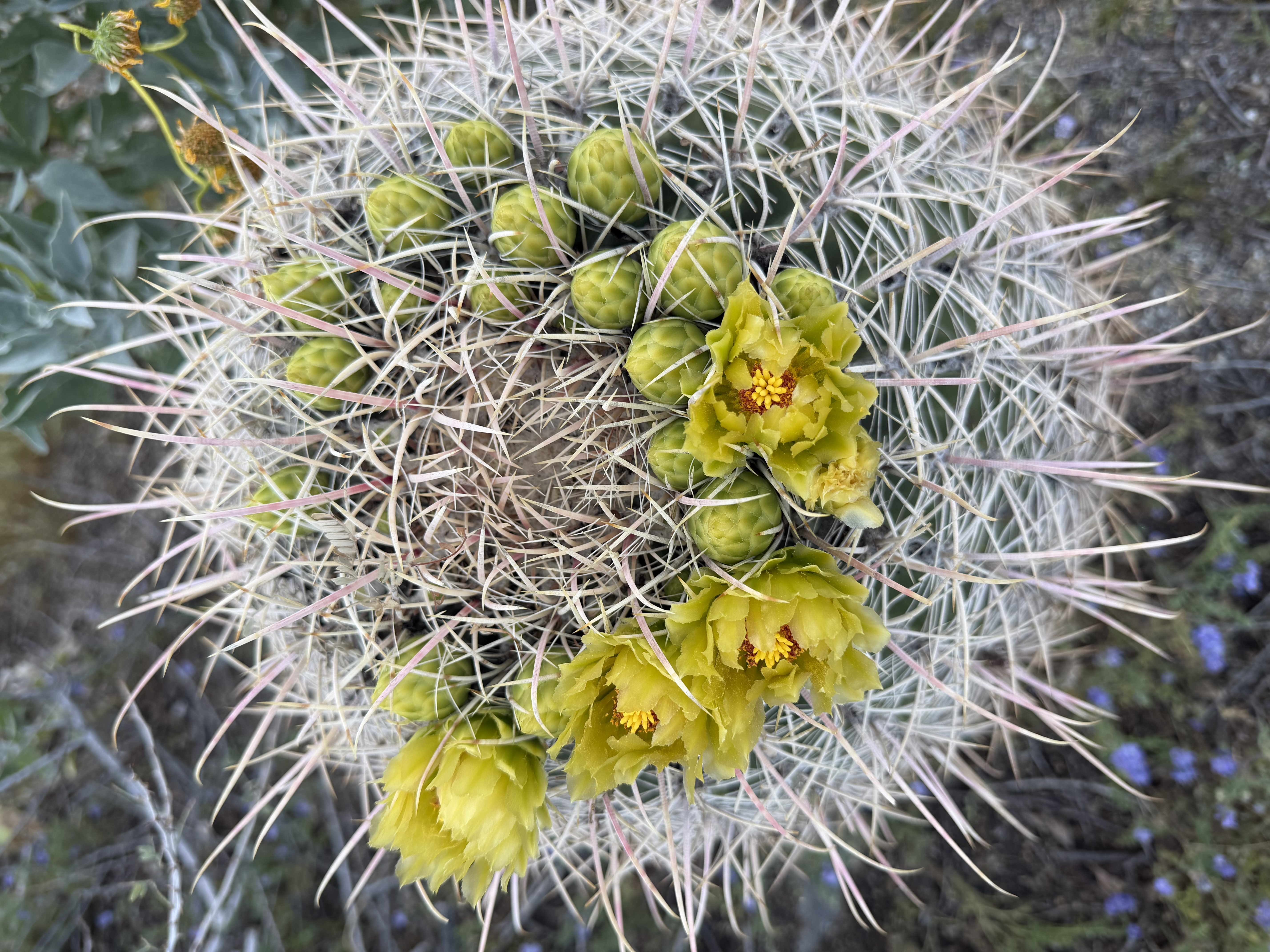 Cactus Cactus