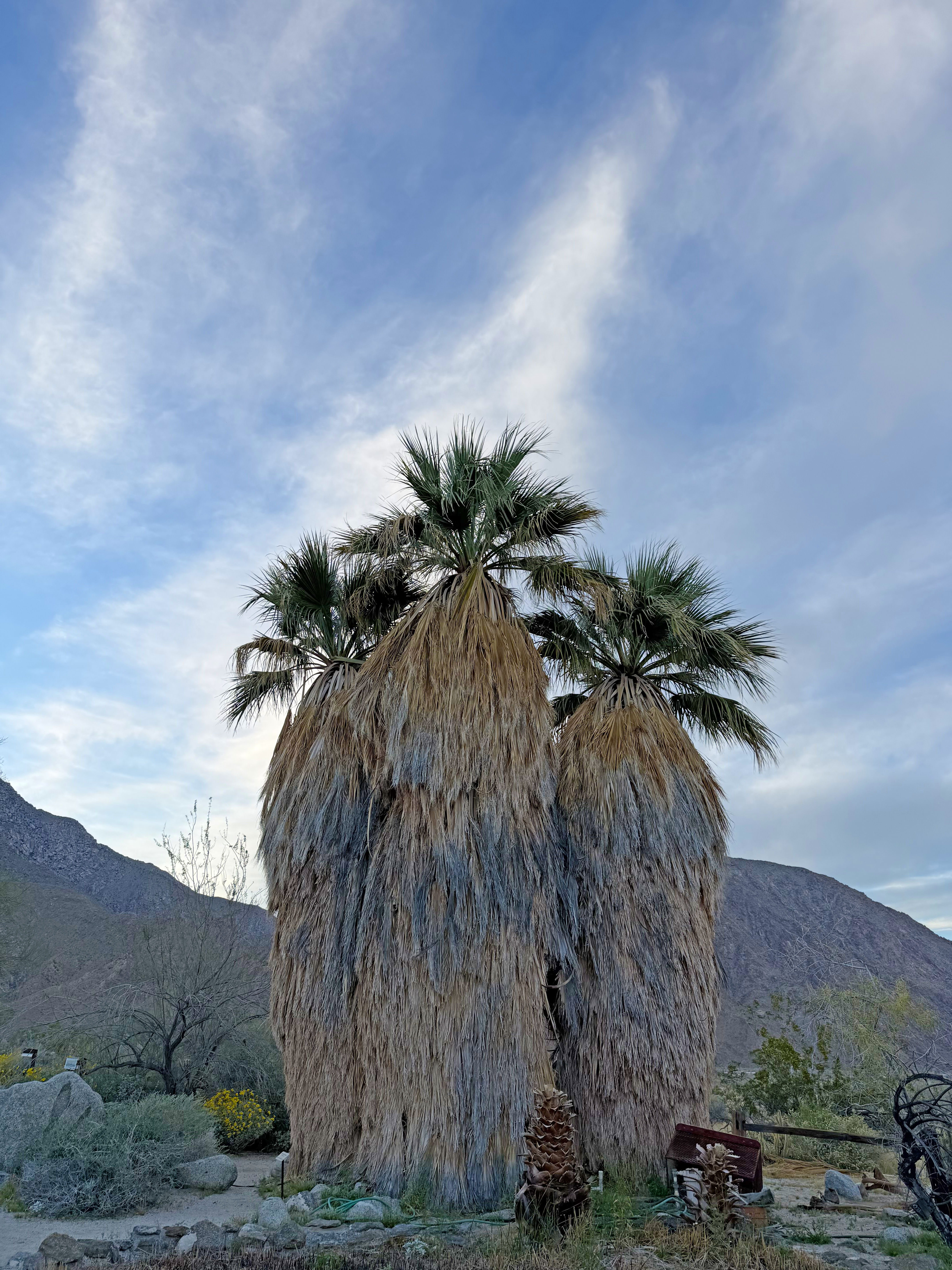 Palm Trees Palm Trees