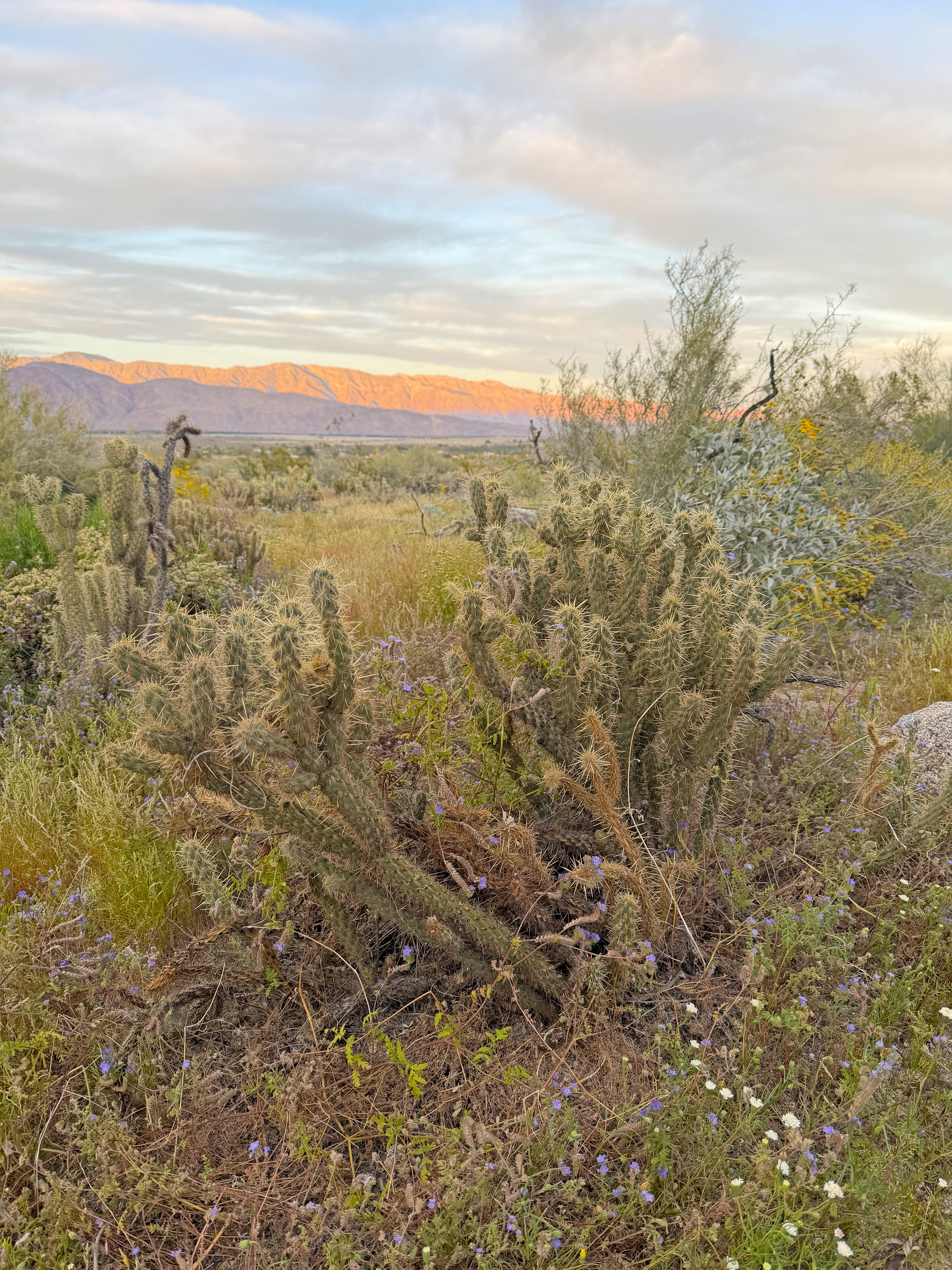 Cactus Cactus