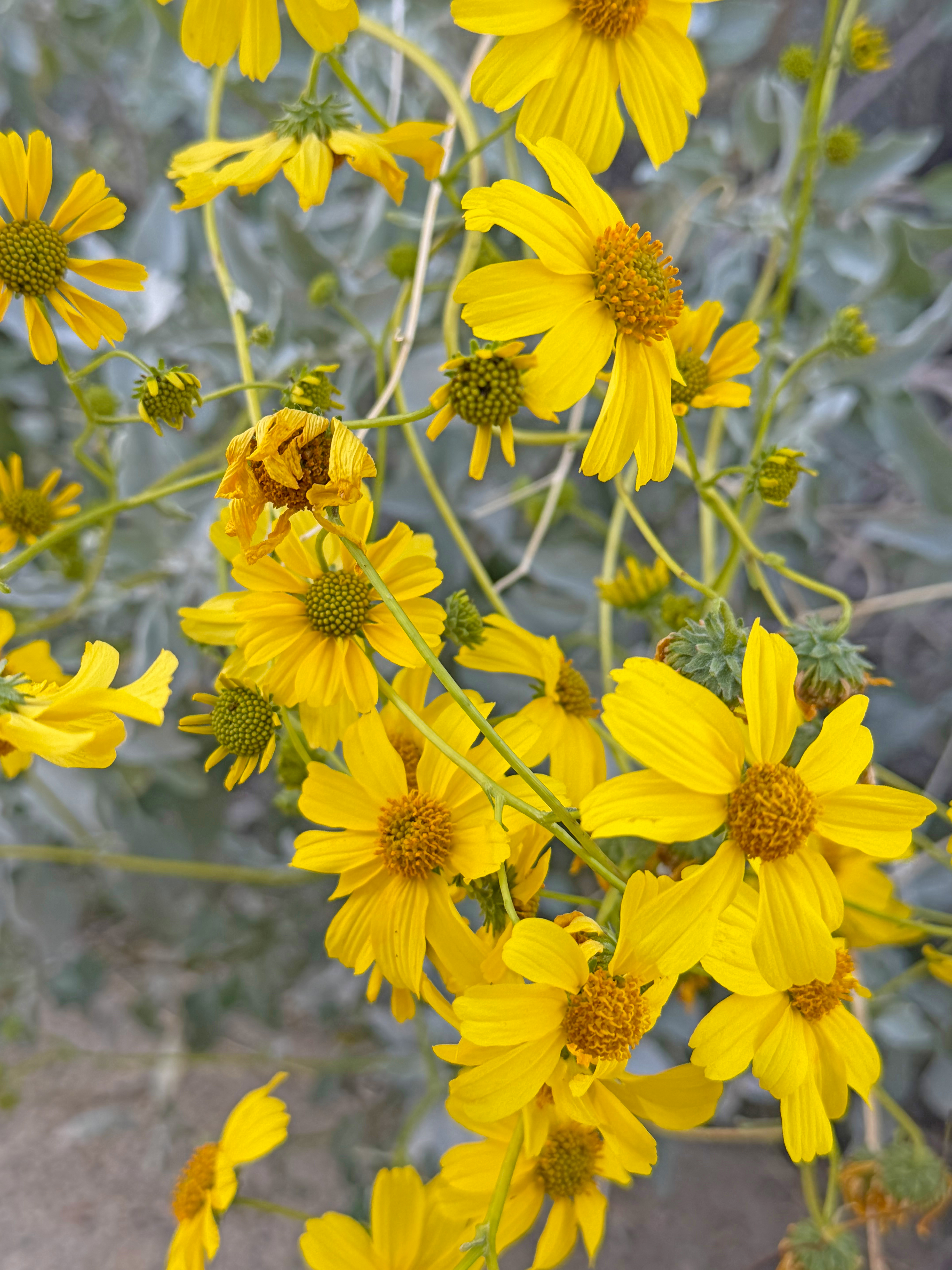 Desert Wild Flowers Desert Wild Flowers