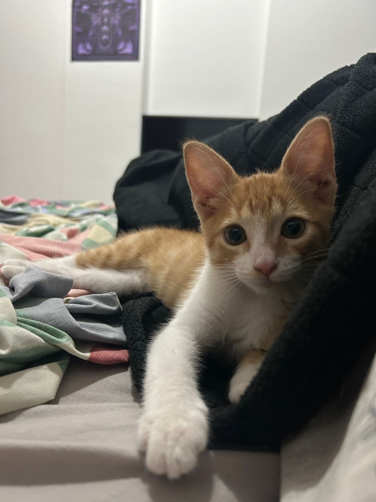 Michi cuidado por Gattus