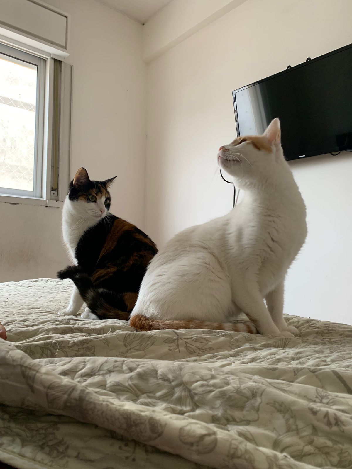 Foto ilustrativa del Plan Ronroneo