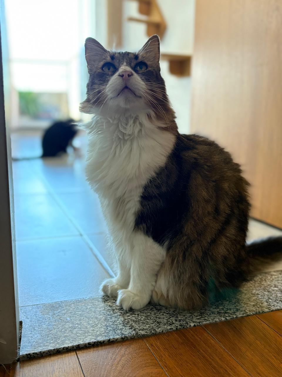 michi