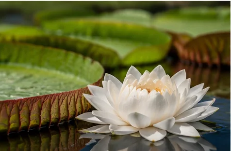 Flor blanca de yrupé sobre el agua