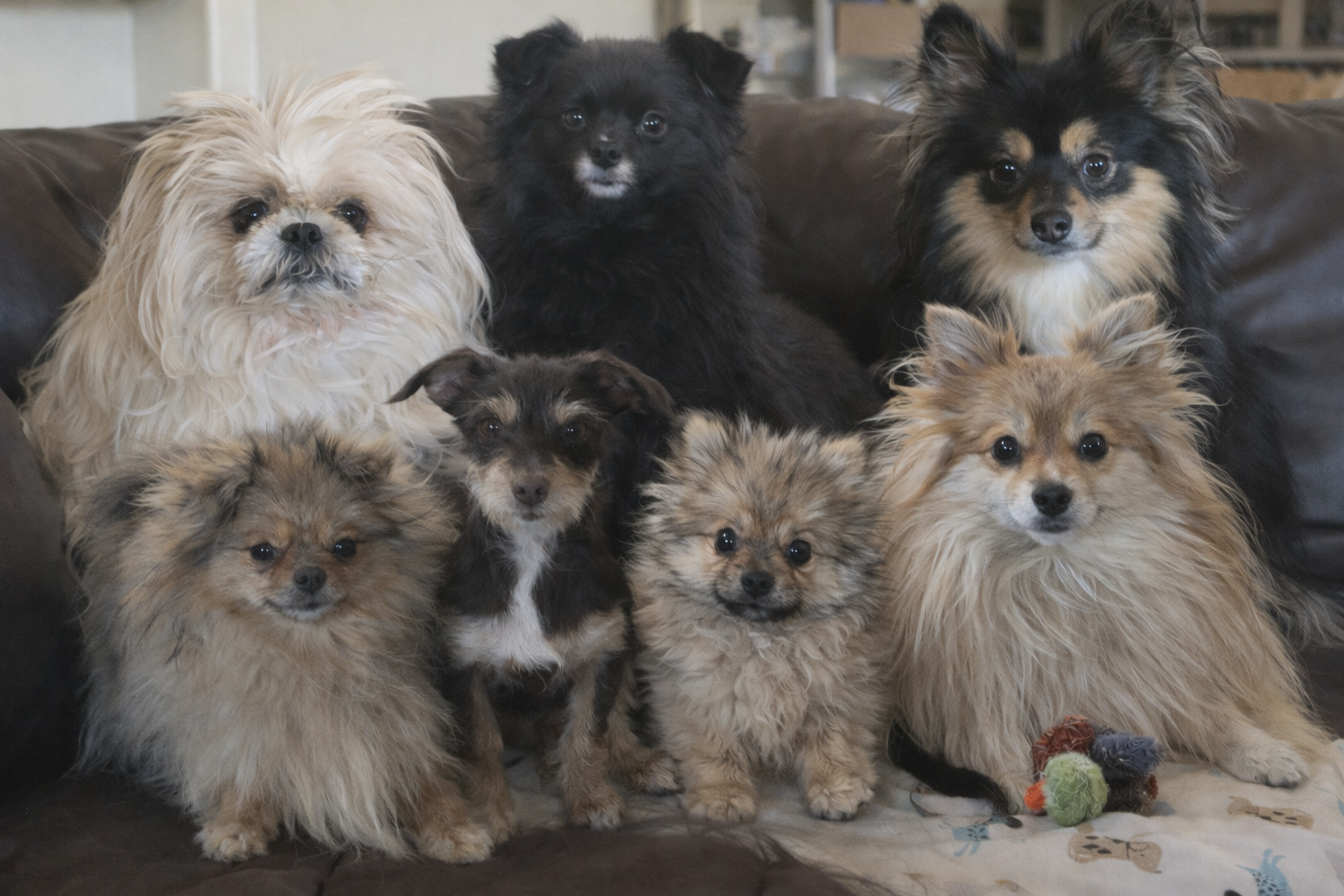 Debbie's seven dogs on a couch