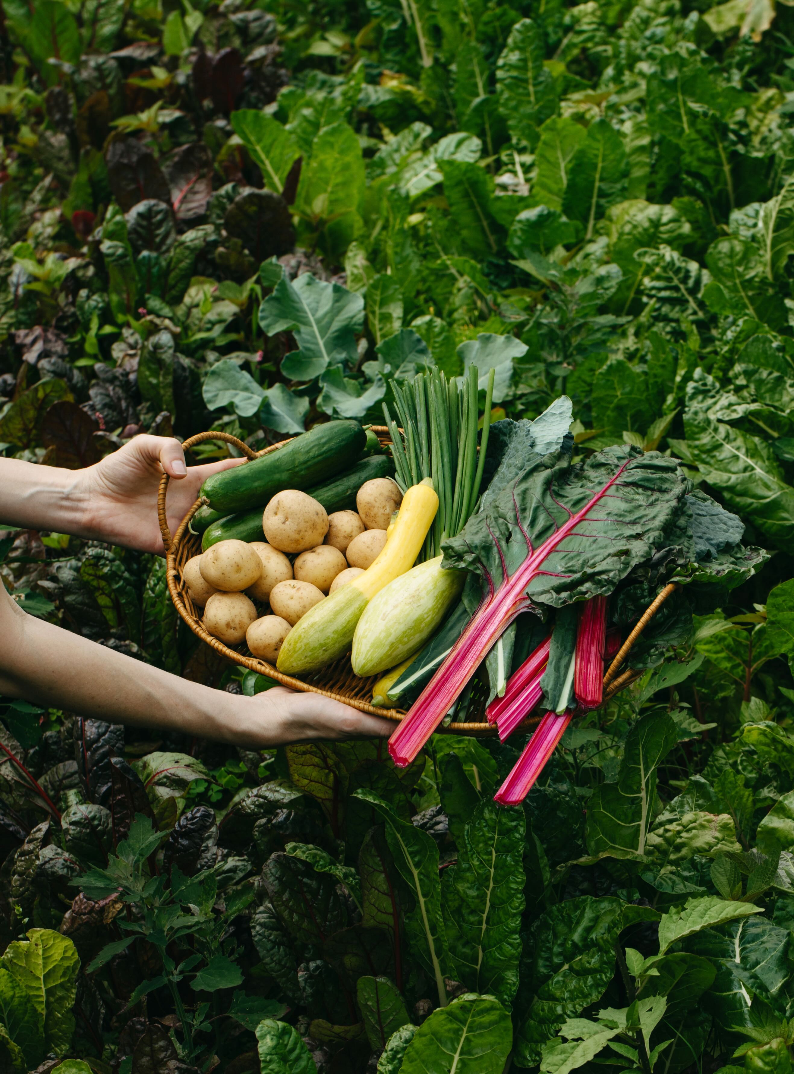 Hands holding a colorful assortment of freshly harvested vegetables on a farm.