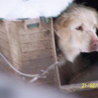 Gracie's Dog Story - Before