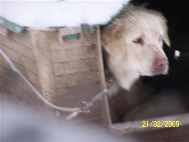 High-contrast portrait of a rescue dog looking directly at the camera