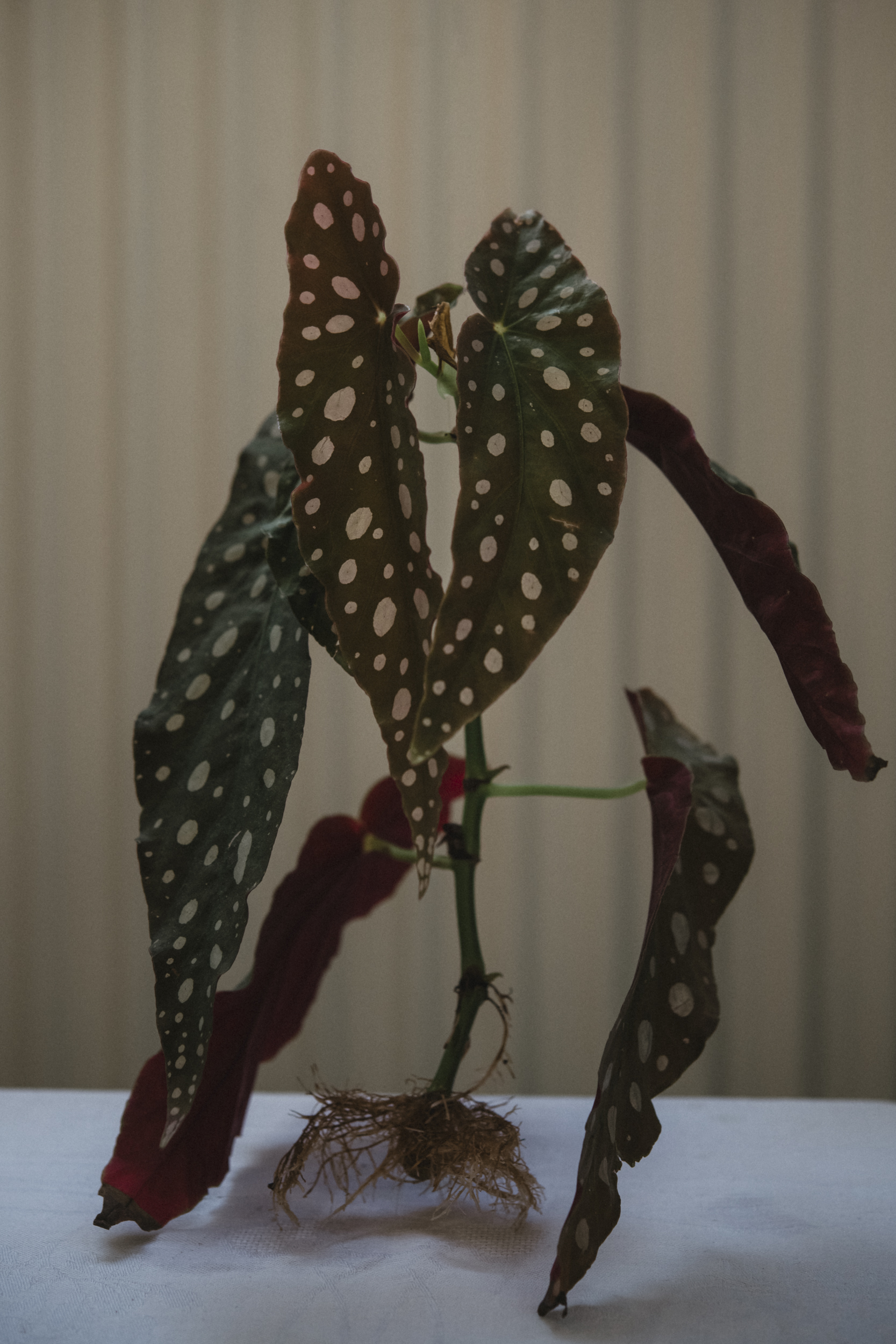 innerlijke rijkdom bloem