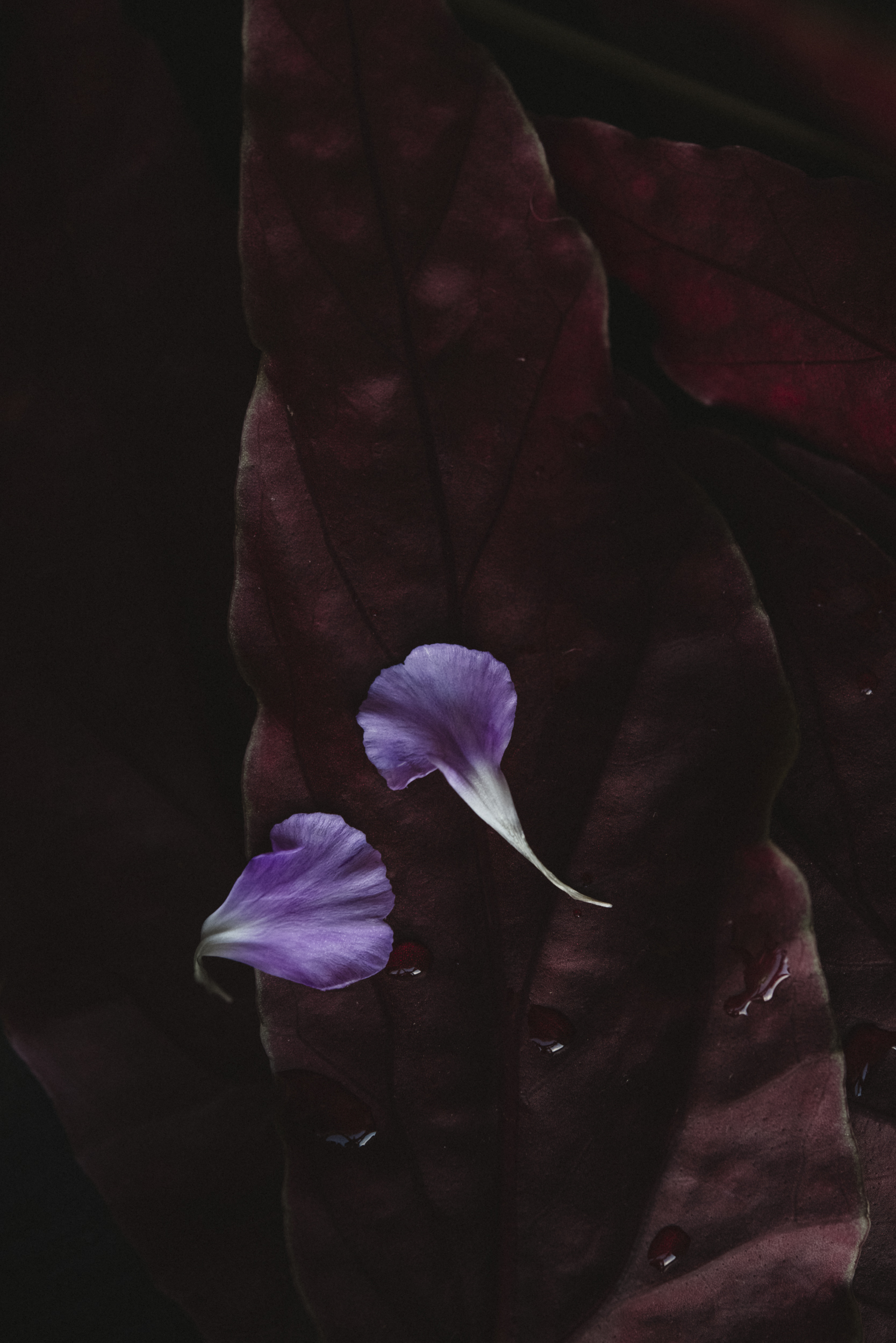 Innerlijke rijkdom bloem 