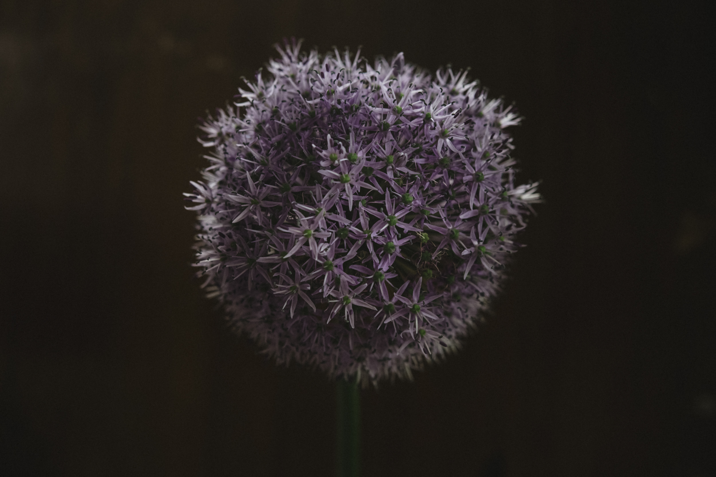 innerlijke rijkdom bloem