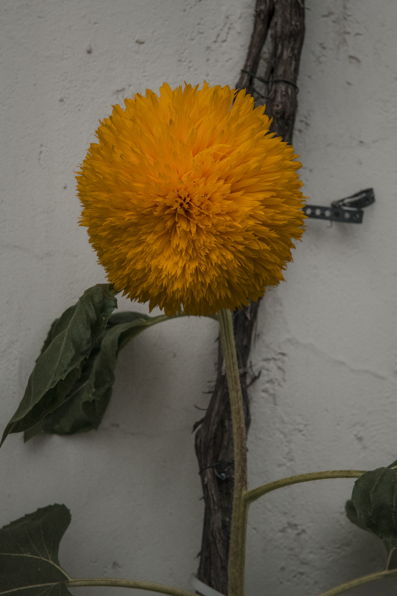 Zonnebloemcultivar tegen gevel in Brugge