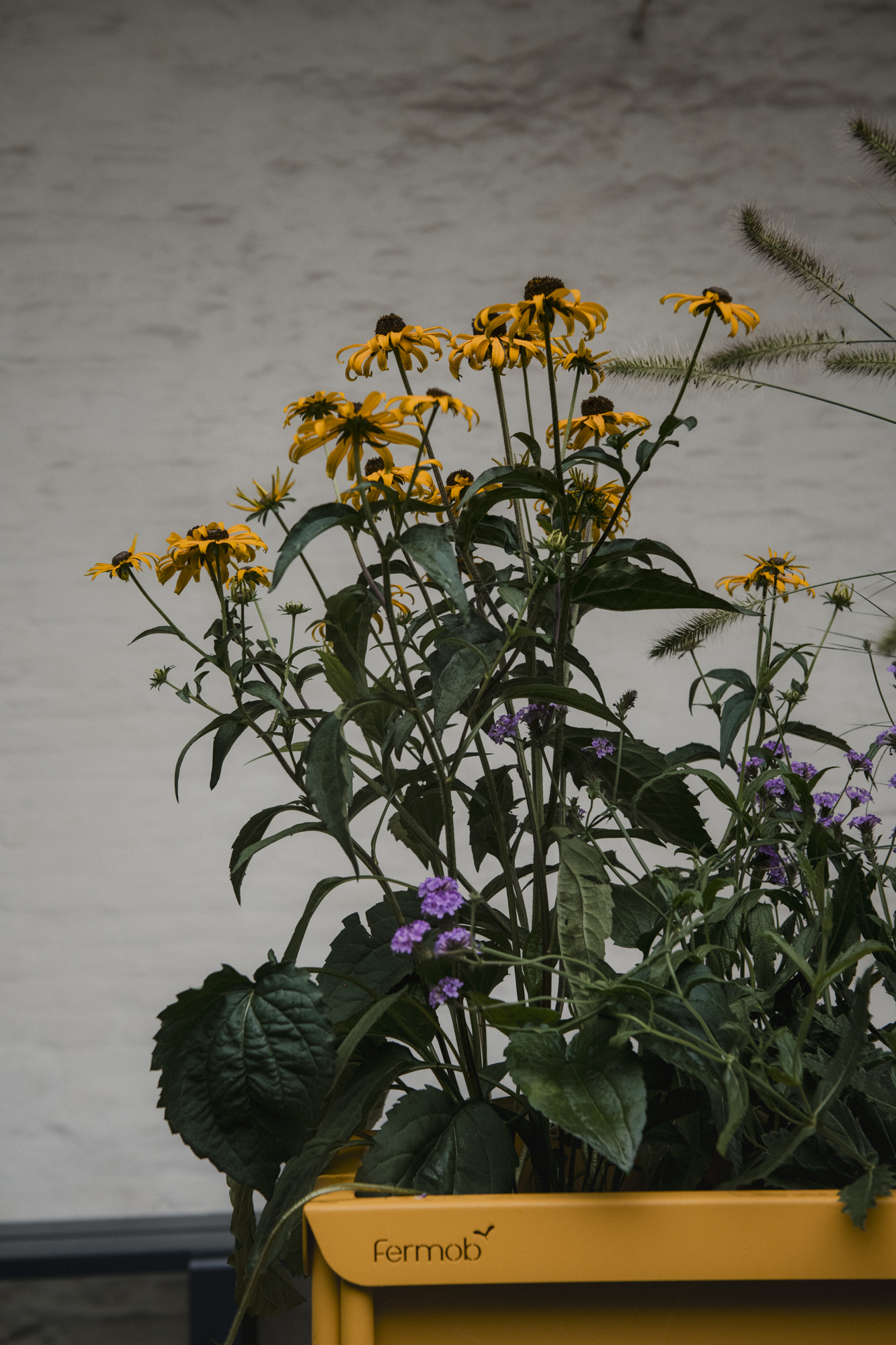 Fermob bloembak met gele bloemen zoonehoedkruid