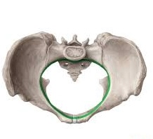 Pelvic Inlet