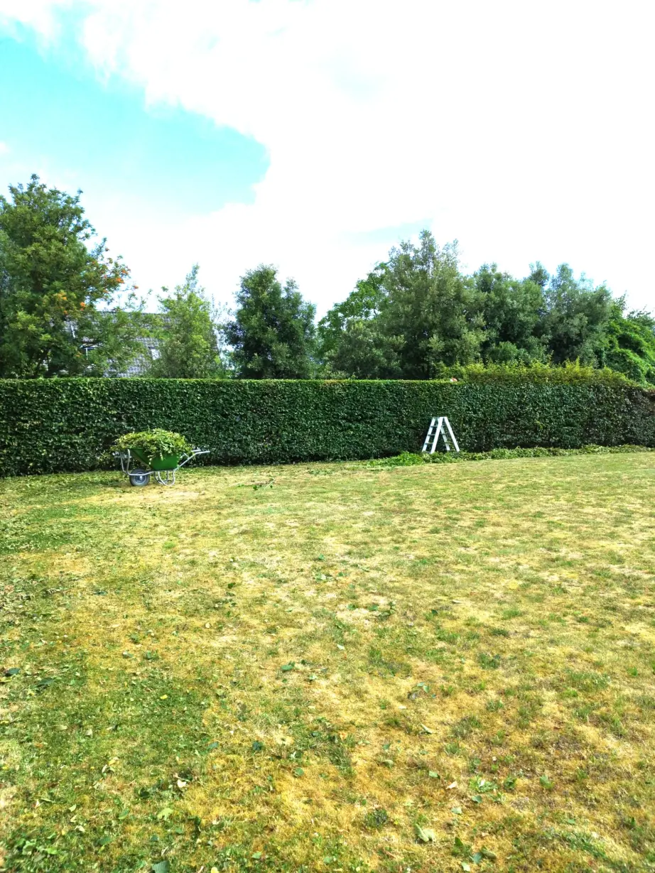 Snoeikalender & Haagonderhoud: Wanneer Taxus, Beuk & Hagen Snoeien