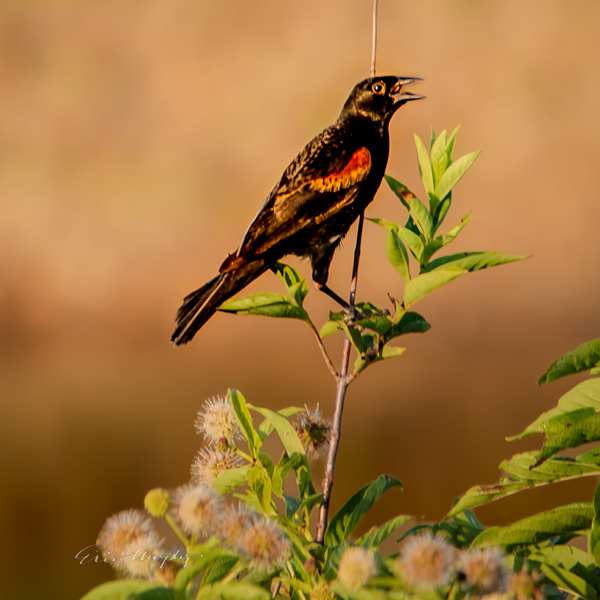 Red-Winged Blackbird Calling